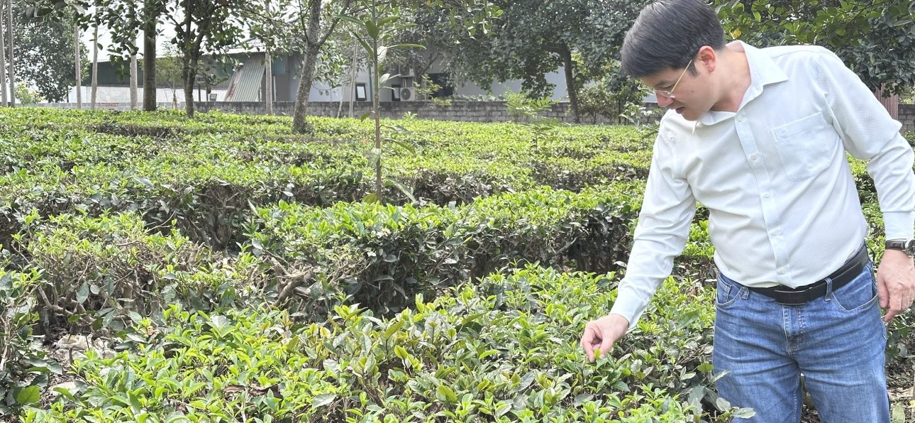 Khảo sát vùng trà Việt