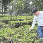 Khảo sát vùng trà Việt