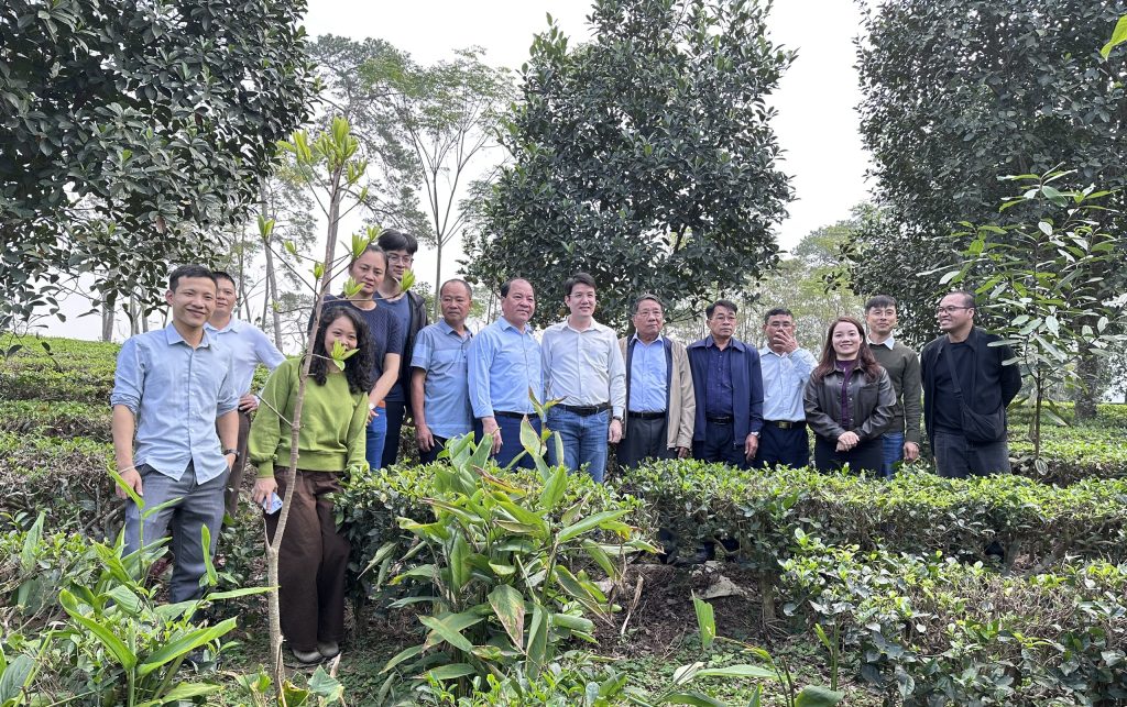 On December 23, the delegation worked with the commune-level People’s Committee and local cooperatives, and conducted on-site surveys of the Phu Yen tea-growing area (Ba Vi).